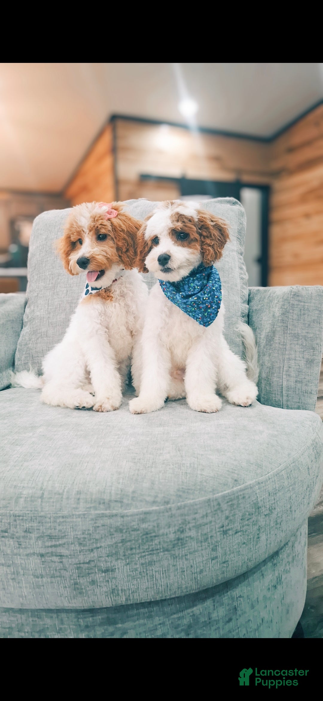 Mini Goldendoodle dogs for sale: Bailor - Ad 2