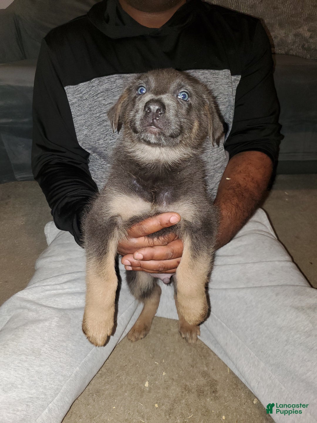 Gallery Image {{count}}