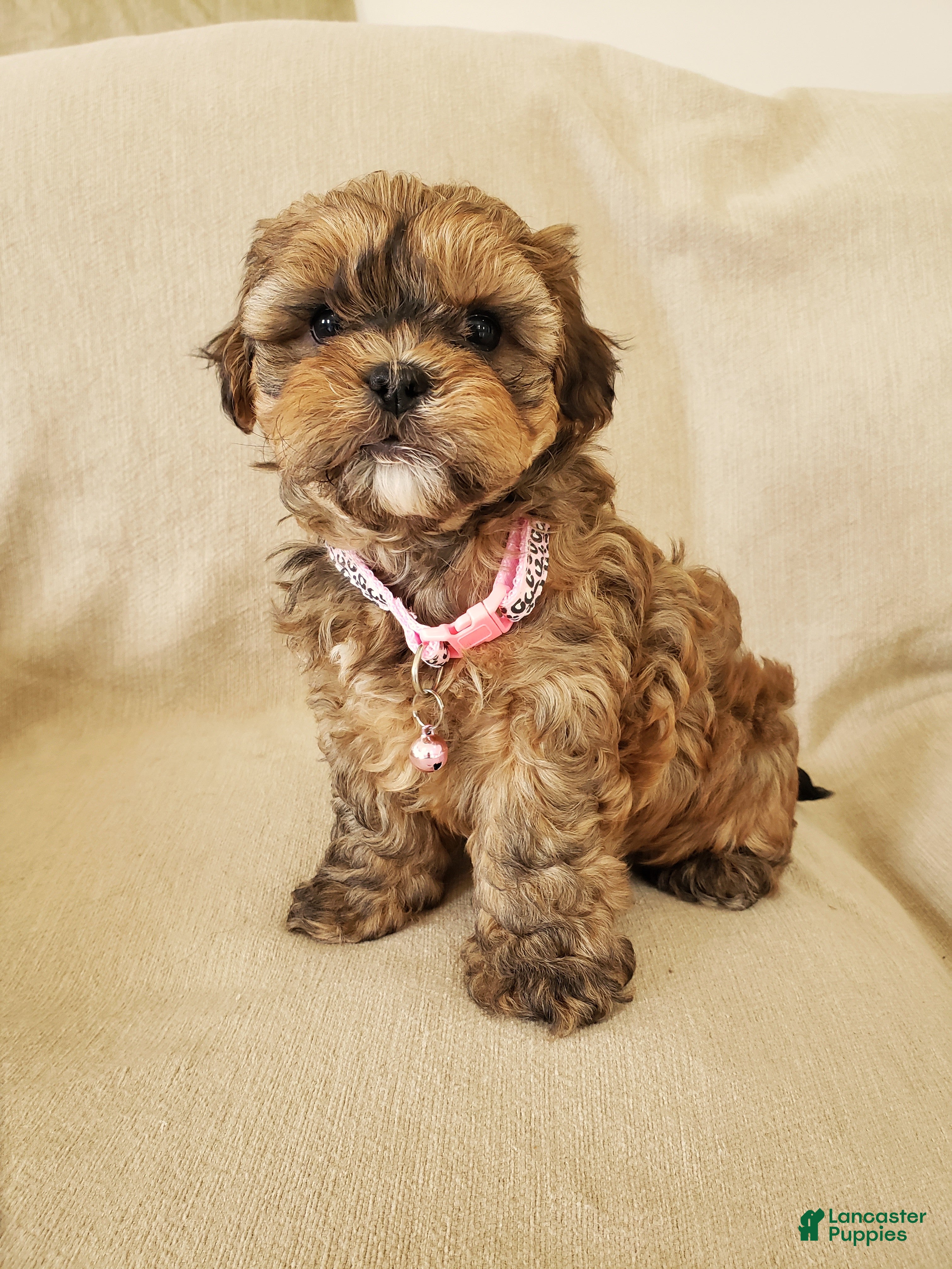 Shihpoo dogs CUDDLES - Ad 1