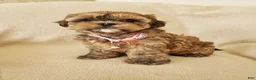 Shihpoo dogs for sale: CUDDLES - Ad 1