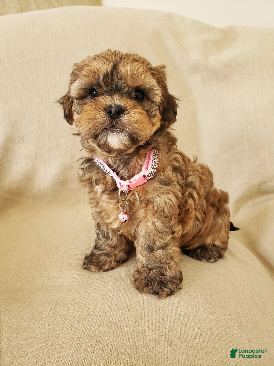 Shihpoo dogs for sale: CUDDLES - Ad 1