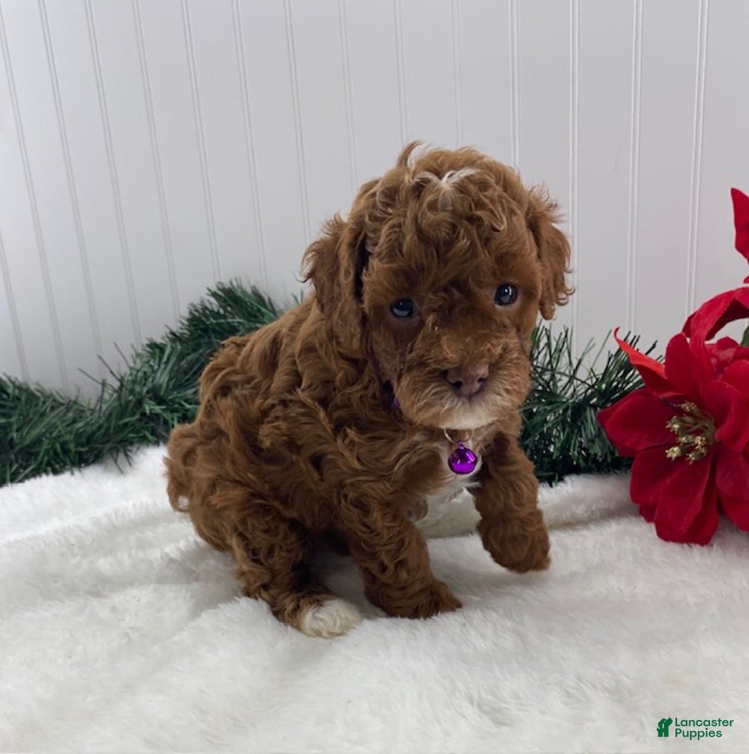 Toy Poodle dogs for sale: Archie - Ad 1