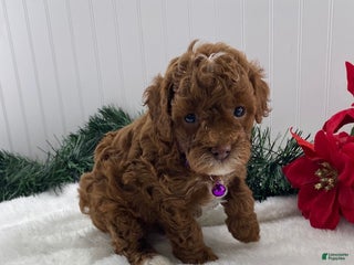 Toy Poodle dogs Archie - Ad 2