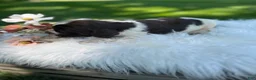 English Springer Spaniel dogs for sale: Dixie - Ad 5