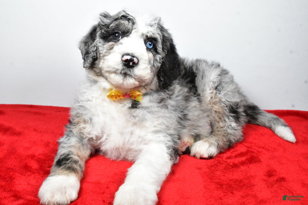 Sheepadoodle dogs for sale: Max - Ad 2