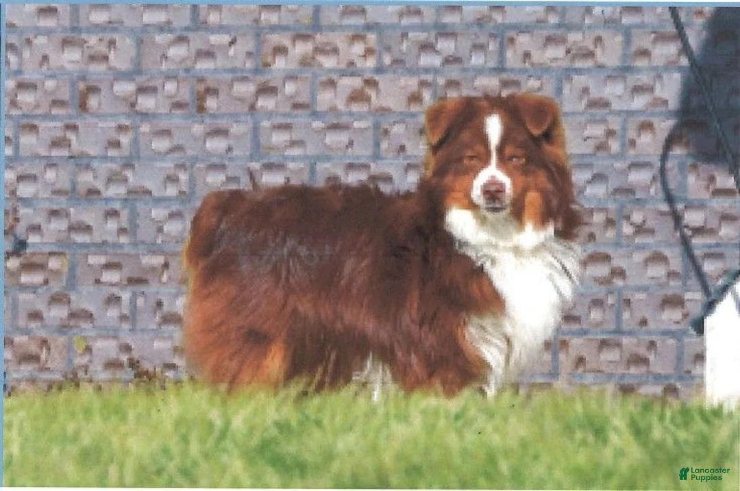 Miniature Australian Shepherd dogs for sale: Kai - Ad 9
