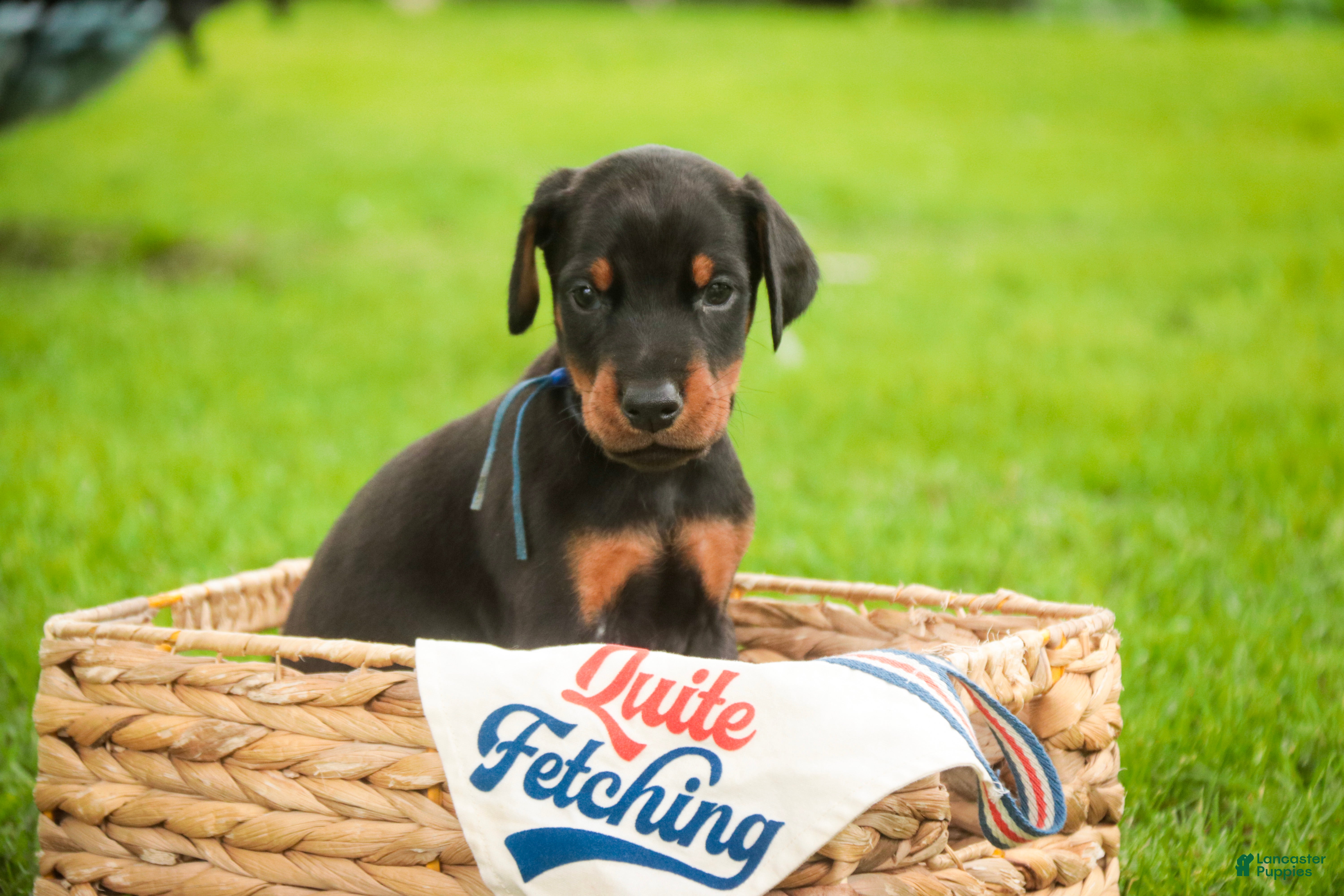 Doberman Pinscher dogs for sale: Malcolm - Ad 6