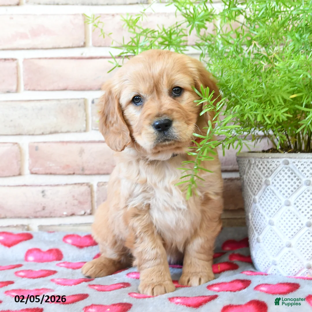 Miniature Golden Retriever dogs for sale: Val  - Ad 1