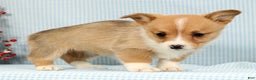 Welsh Corgi Pembroke dogs for sale: Maybelle - Ad 3