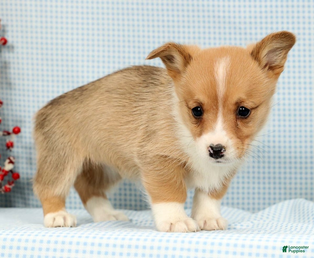 Welsh Corgi Pembroke dogs for sale: Maybelle - Ad 3