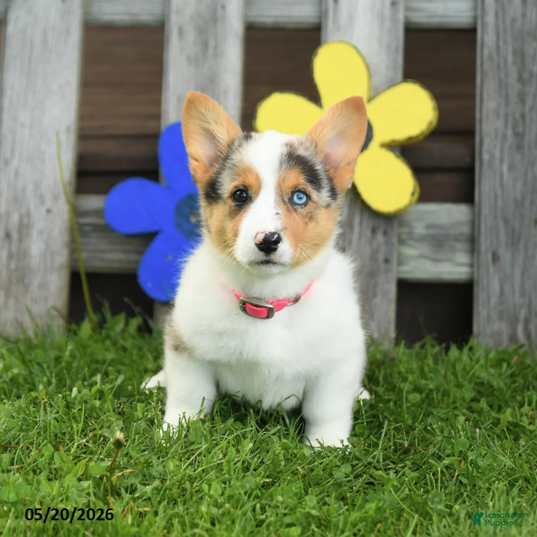 Welsh Corgi Pembroke dogs for sale: Bella    - Ad 2