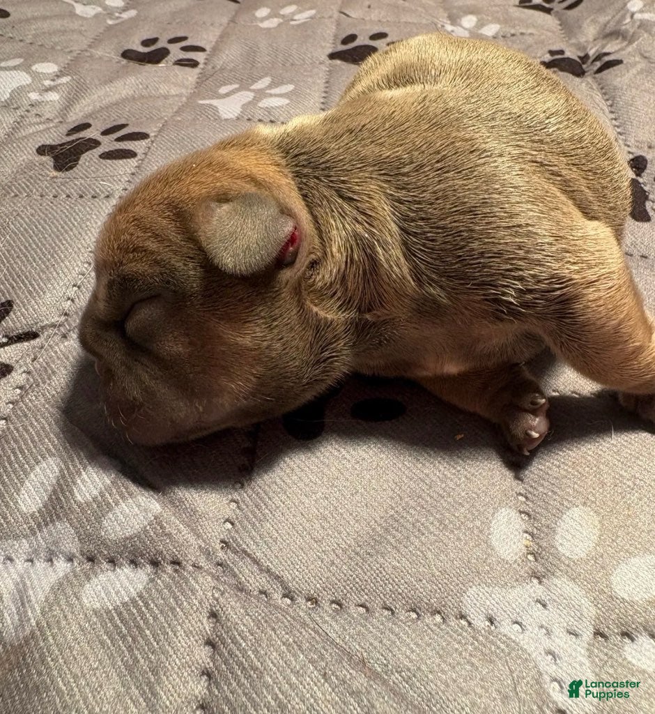 French Bulldog dogs Stella - Ad 1