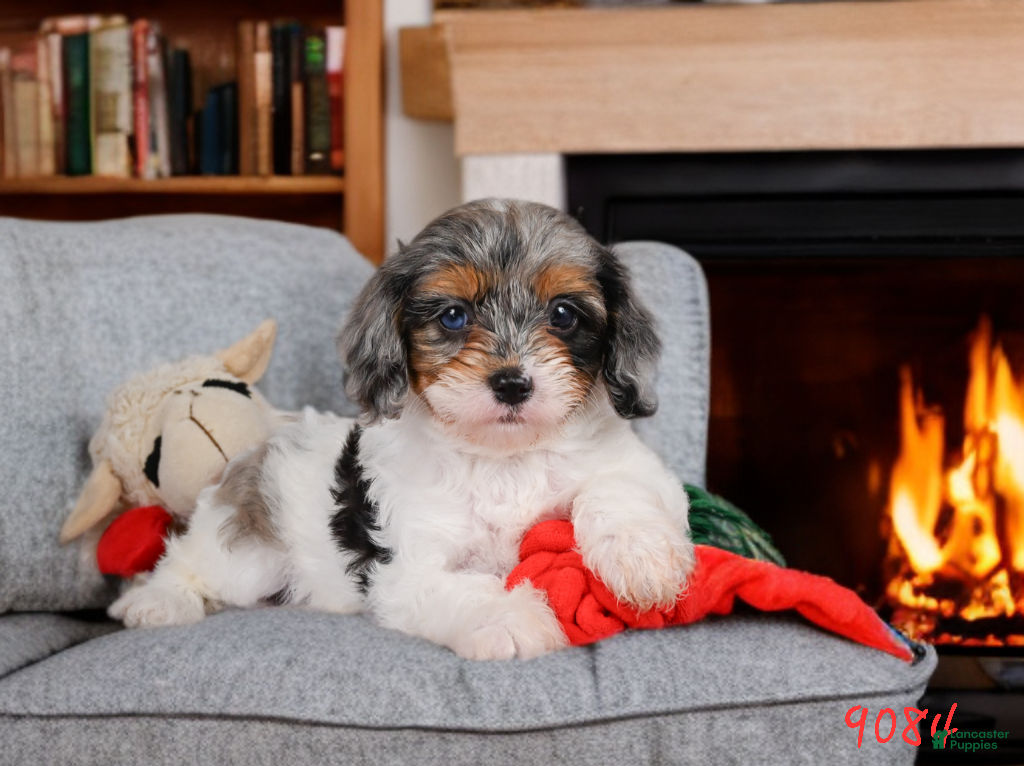Cavapoo dogs Molly - Ad 1