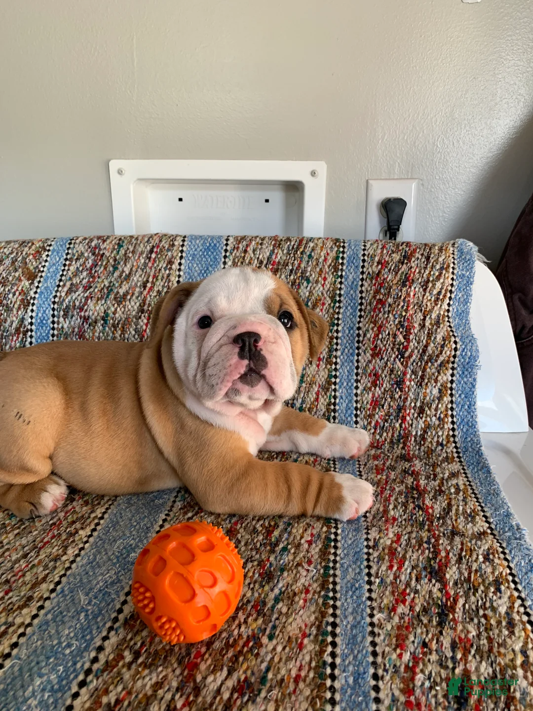 Beabull dogs for sale: Pork chop - Ad 1