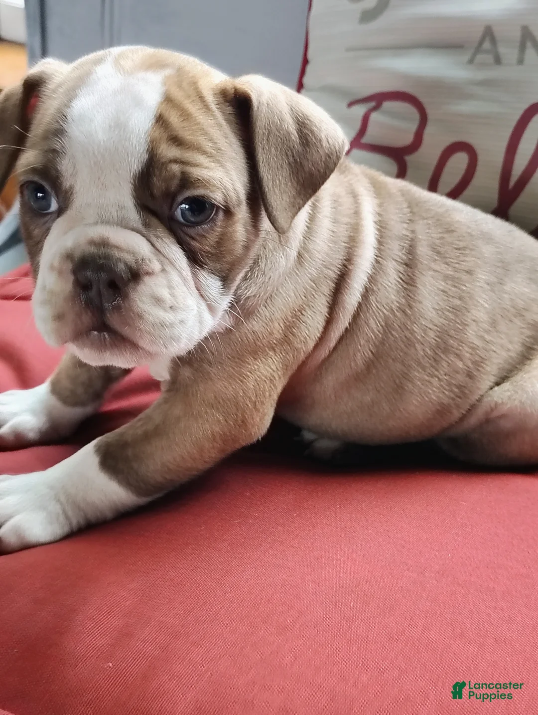 Olde English Bulldogge dogs for sale: Natalie  - Ad 2