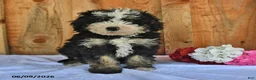 Bernedoodle dogs for sale: Zack - Ad 5