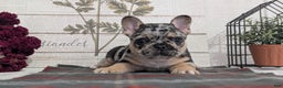 French Bulldog dogs for sale: Shiloh - Ad 9
