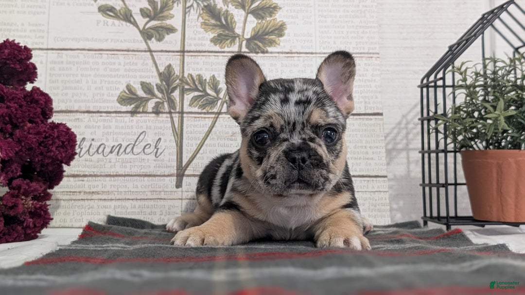 French Bulldog dogs for sale: Shiloh - Ad 9