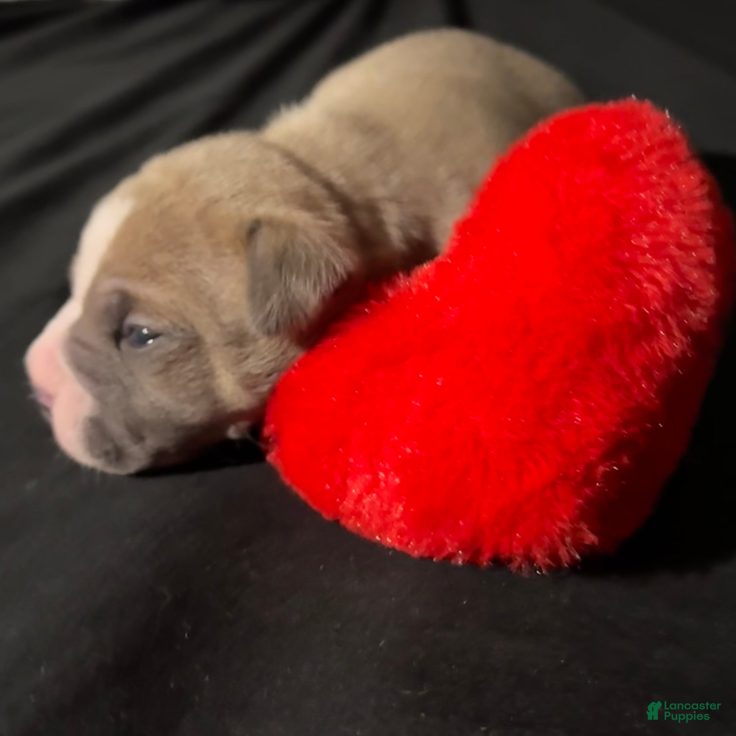 American Bully dogs American Bully Puppy 2 - Ad 2