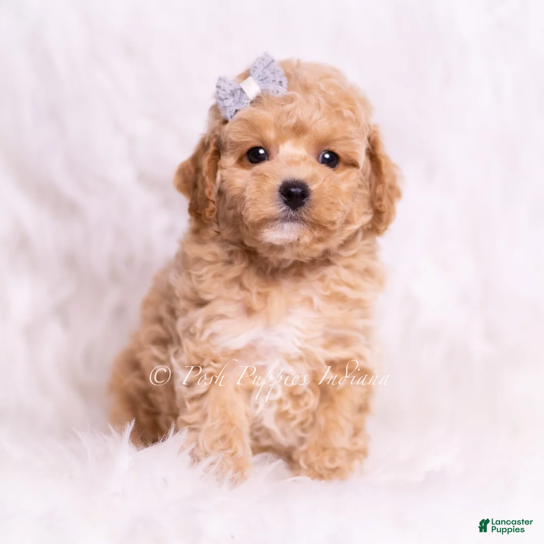 Toy Poodle dogs for sale: Reno - Ad 2