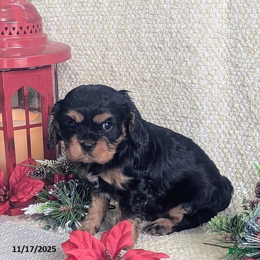 Cavalier King Charles Spaniel dogs for sale: Bell  - Ad 7