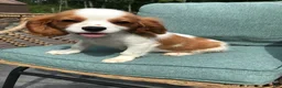 Cavalier King Charles Spaniel dogs for sale: Cavalier King Charles Spaniel 1 - Ad 5
