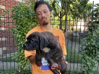 Cane Corso dogs Brindle Male Cane Corso Puppy #2 - Ad 40