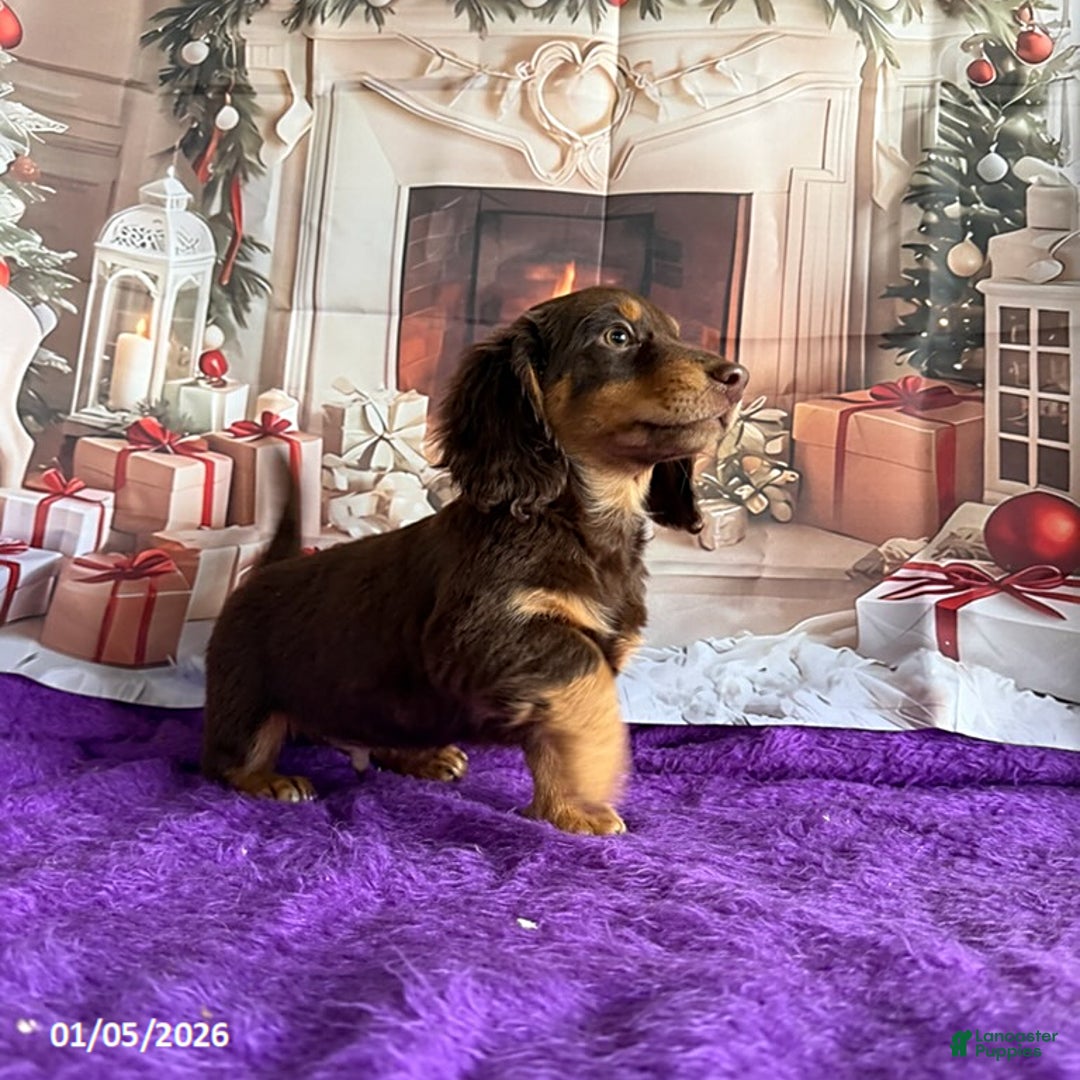 Miniature Dachshund dogs for sale: Cherry - Ad 4