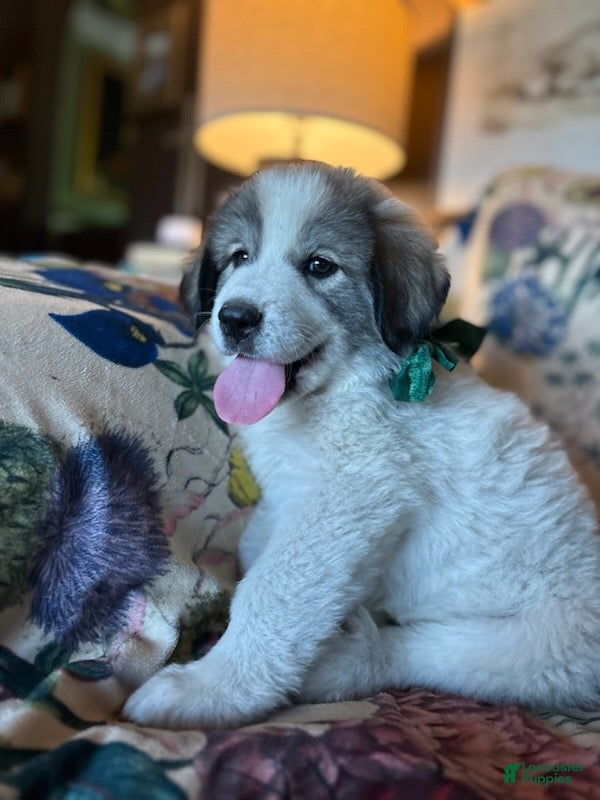 Great Pyrenees dogs Wilson - Ad 1