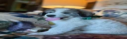 Great Pyrenees dogs for sale: Wilson - Ad 1
