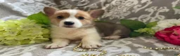 Welsh Corgi Pembroke dogs for sale: Mikey - Ad 7