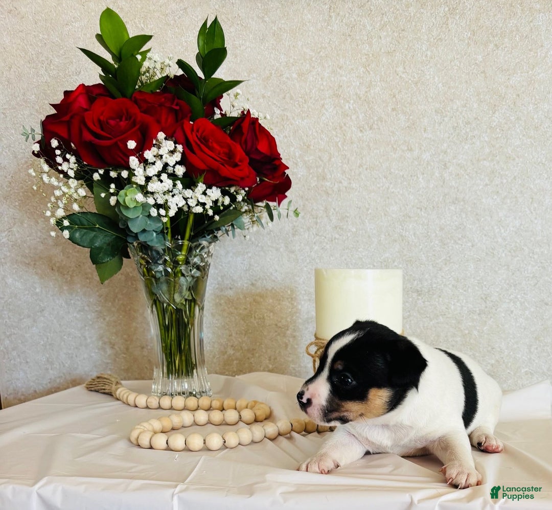 Rat Terrier dogs for sale: Sarge - Ad 2