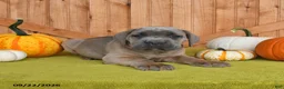Cane Corso dogs for sale: Chief - Ad 3