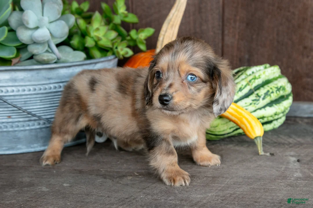 Miniature Dachshund dogs for sale: Zane - Ad 2