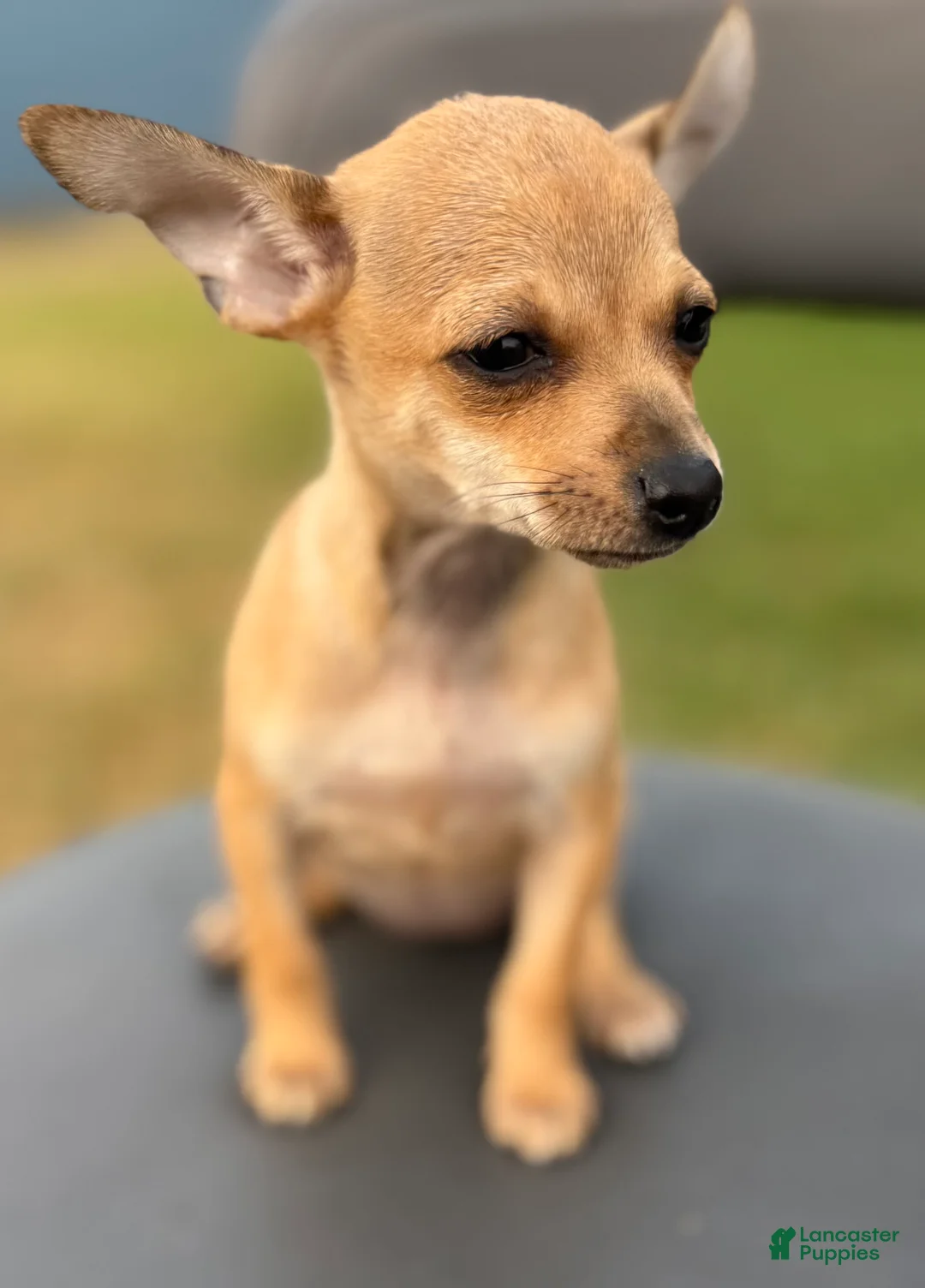 Chihuahua dogs for sale: Chihuahua Puppy 1 - Ad 2