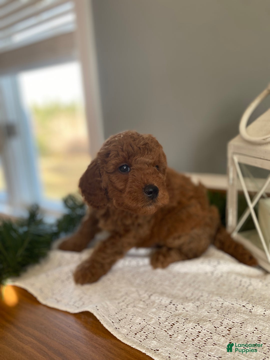 Mixed Breed dogs for sale: Bear - Ad 2