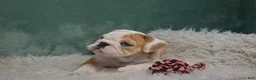 English Bulldog dogs for sale: Maggie - Ad 6