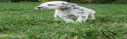 Dalmatian dogs for sale: Otto - Ad 3