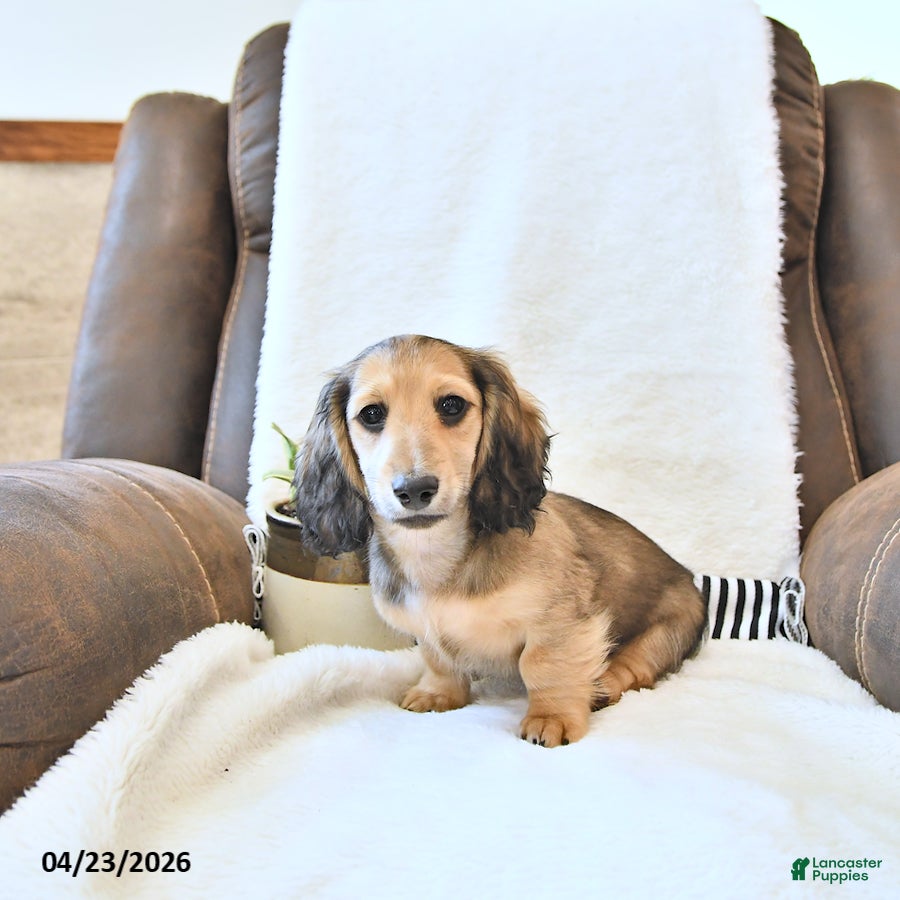 Miniature Dachshund dogs Brantley - Ad 2
