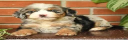 Bernedoodle dogs for sale: Jessie - Ad 3