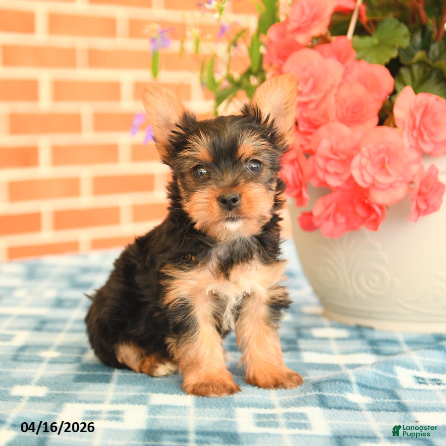 Yorkshire Terrier dogs Lily - Ad 2