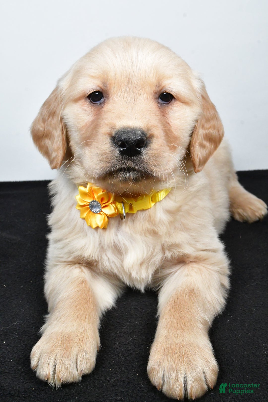 Golden Retriever dogs for sale: Joy - Ad 3