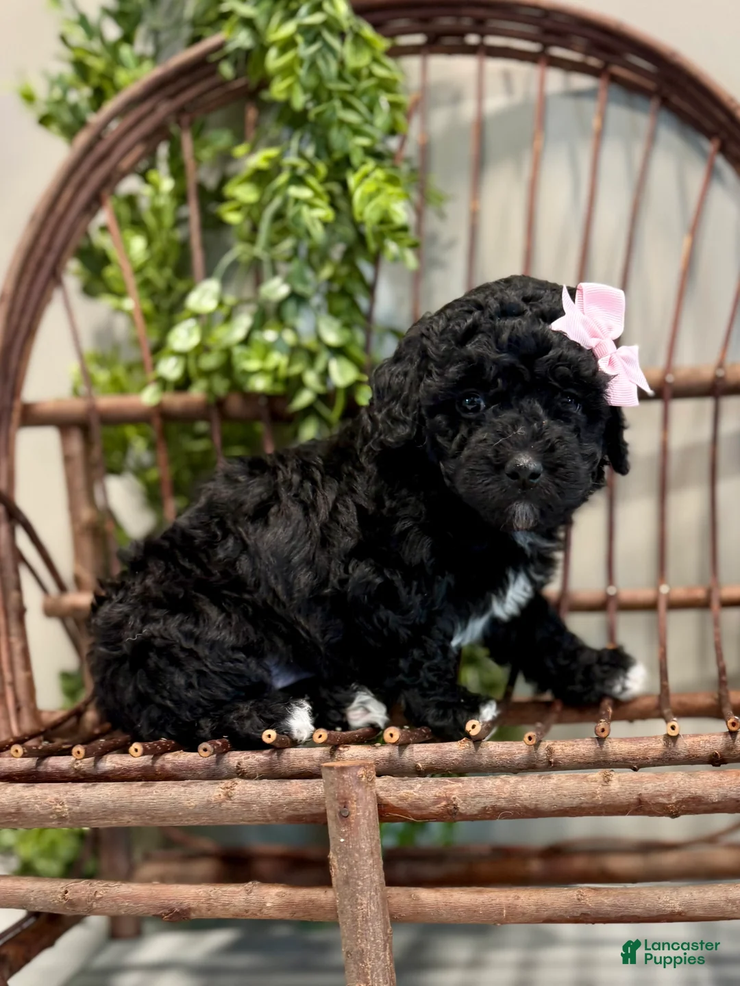 Mini Goldendoodle dogs for sale: Oakley - Ad 3
