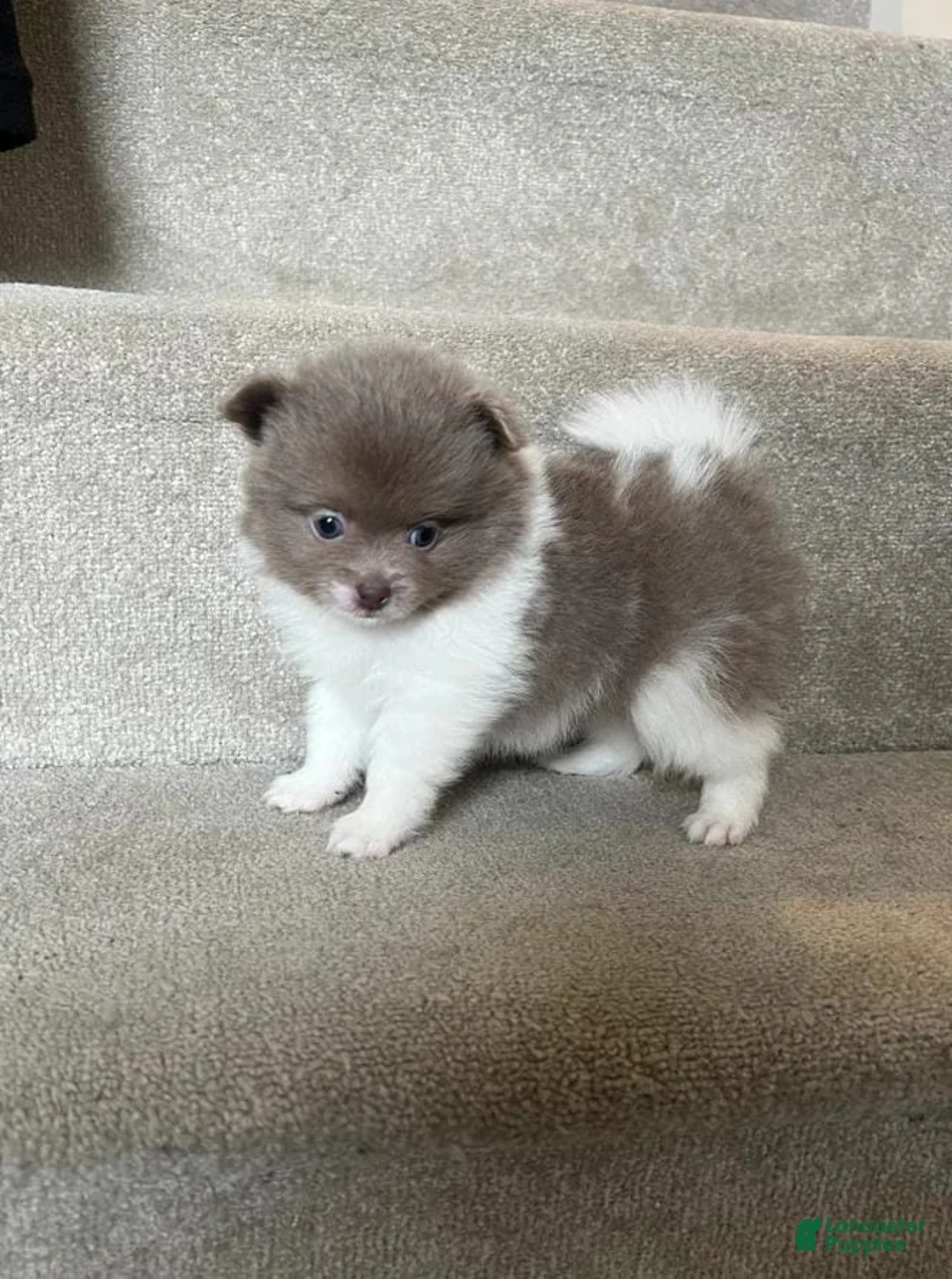 Pomeranian dogs for sale: Tania  - Ad 9