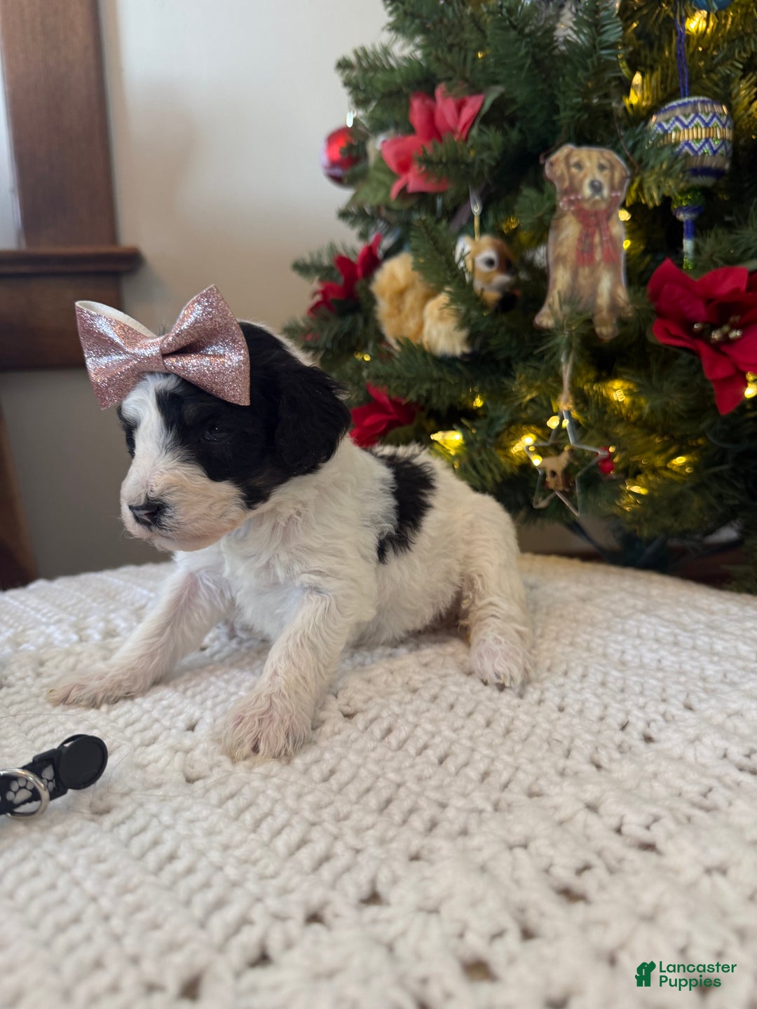 Mixed Breed dogs for sale: Felicity - Ad 8