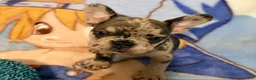 French Bulldog dogs for sale: Sofie - Ad 3