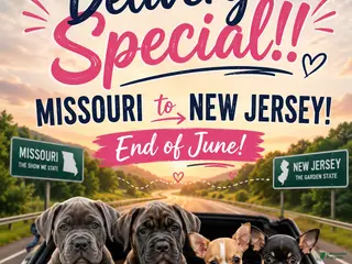 Cane Corso dogs Cain AKC red collar - Ad 5