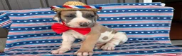 Great Dane dogs for sale: Parker Great Dane  - Ad 2
