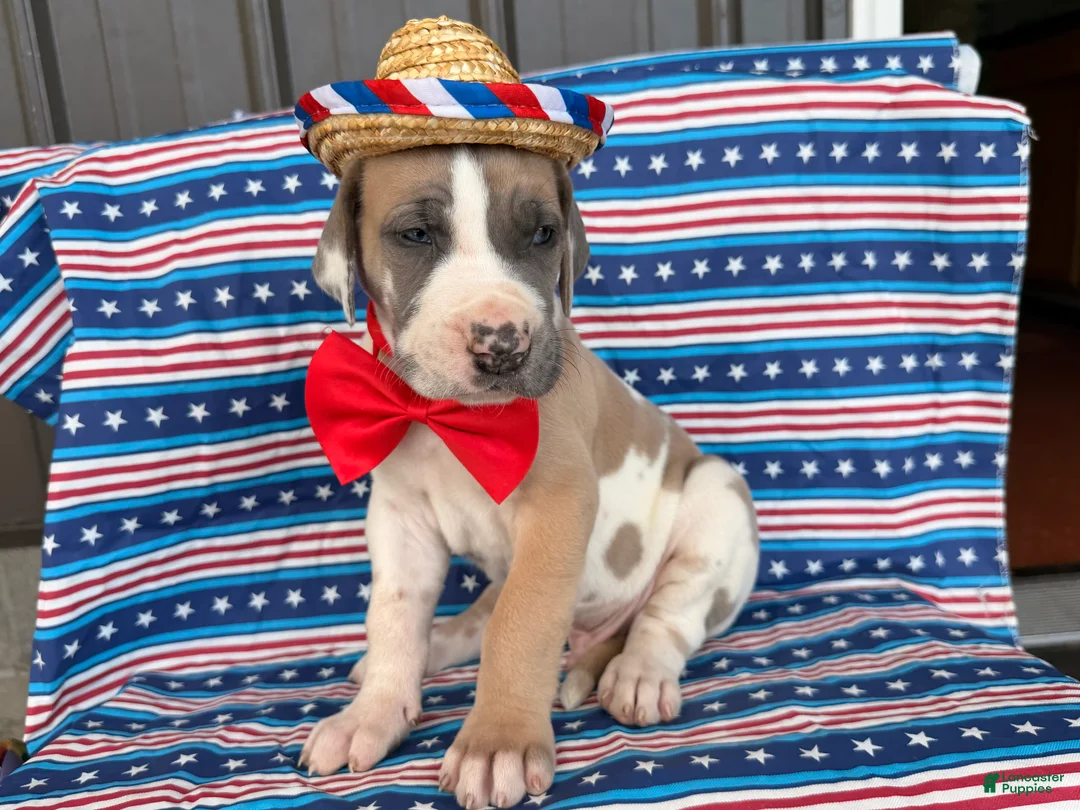 Great Dane dogs for sale: Parker Great Dane  - Ad 2