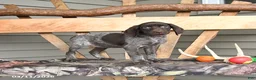 German Shorthaired Pointer dogs for sale: Wanda - Ad 1